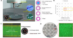 Frontiers | Effect of collagen endometrial patch loaded with ...