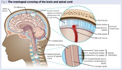 Nervous system 2: the central and peripheral nervous system I ...