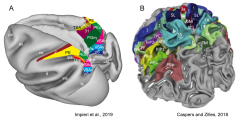 Resting-State%20Brain%20Function%20Alteration%20in%20Colorectal%20Cancer%20Patients