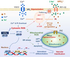 Oxidative stress related to plasmalemmal and mitochondrial phosphate transporters