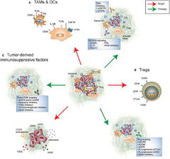 Frontiers | Re-education of the Tumor Microenvironment With ...