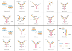 Bispecific Antibody