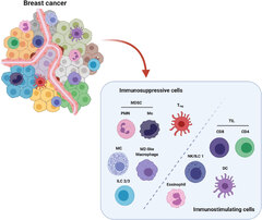 Frontiers | Targeting Innate Immunity in Breast Cancer Therapy: A