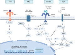 Frontiers | Interactions between innate immunity and insulin ...