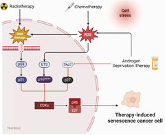 Frontiers | A new perspective on prostate cancer treatment: the ...