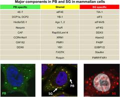 Frontiers | RNA Granules in Antiviral Innate Immunity: A Kaposi's ...