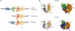 Frontiers | Argonaute protein-based nucleic acid detection technology