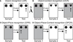 Frontiers | Developmental trajectory of episodic-like memory in rats