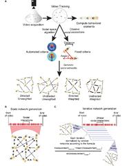 Frontiers | Using Flies to Understand Social Networks