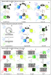 Frontiers | Monitoring activity in neural circuits with ...