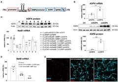 AAV-mediated gene therapy for the central and peripheral nervous system