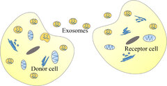 Frontiers | Long Non-Coding RNAs: The Regulatory Mechanisms, Research