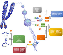 Frontiers | Remodeling the Epigenetic Landscape of Cancer ...