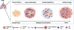 Frontiers | Deciphering the Immune–Tumor Interplay During Early ...