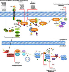 Frontiers | The Renaissance of KRAS Targeting in Advanced Non ...