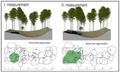 Forests |-Text | The Dynamics of Stand Structure ...