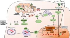 Frontiers | Mitochondria, Oxidative Stress and Innate Immunity