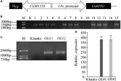 Frontiers | A Novel AP2/ERF Transcription Factor, OsRPH1 ...