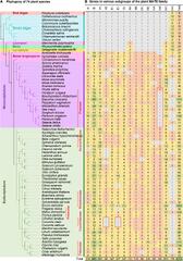 Frontiers | A Systematic Phylogenomic Classification of the ...