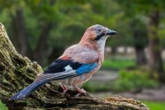 Some birds may use 'mental time travel,' study finds | CNN