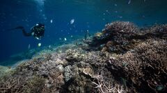 NOAA extends coral reef alert scale after extreme coral heat ...