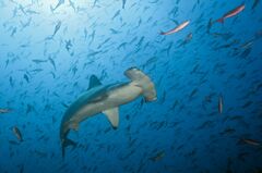 Scalloped hammerhead (Smooth hammerhead)