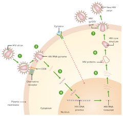 Human Immunodeficiency Virus (HIV) | Concise Medical Knowledge