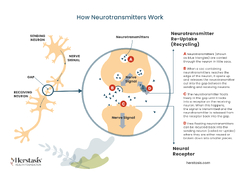 Menopause and ADHD - Herstasis® Health Foundation