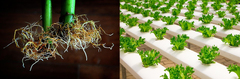 Hydroponics and buildings - Designing Buildings