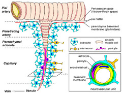 Blood-Brain Barrier Dysfunction and the Pathogenesis of ...