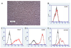 IJMS |-Text | Tracking of Adipose-Derived Mesenchymal ...