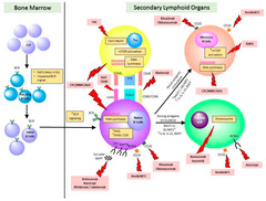 B cell abnormalities in systemic lupus erythematosus and lupus nephritis - Role in pathogenesis and ef