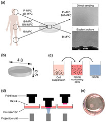 Human mesenchymal progenitor cells