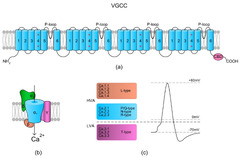 Voltage-gated calcium channel (Ca 2+ Channel Vgcc)