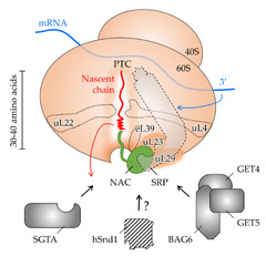 Protein Targeting and Protein Transport Related to the Endoplasmic Reticulum