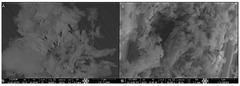 IJMS |-Text | Boron Nitride Nanoparticles Loaded with a ...