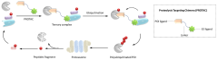 IJMS |-Text | Recent Advances in PROTACs for Drug ...