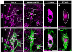 IJMS |-Text | The Zinc-BED Transcription Factor ...