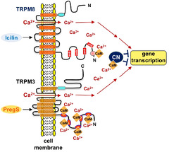 IJMS |-Text | Calmodulin Regulates Transient Receptor ...