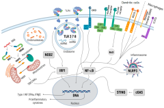 Innate immune system