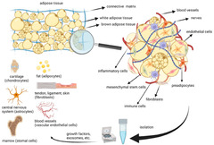 Adipose tissue