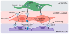 IJMS |-Text | Role of Sensory Nerves in Pulmonary Fibrosis