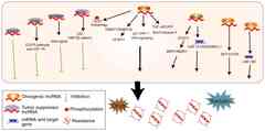 Long non‑coding RNAs in lung cancer: Regulation patterns, biologic ...