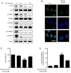 HS‑146, a novel phosphoinositide 3‑kinase α inhibitor, induces the ...