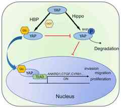 em>O</em>‑GlcNAcylation mediates endometrial cancer progression by ...