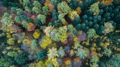 Autumn Forest Aerial