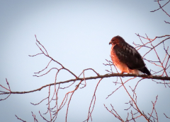 Red-tailed hawk (Hawk) (Red-shouldered hawk)