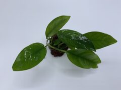 Anubias on Lava Rock - Marine Warehouse Aquarium