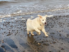 Great Pyrenees