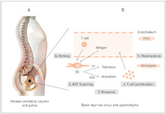 Immuno |-Text | Bone Marrow: The Central Immune System